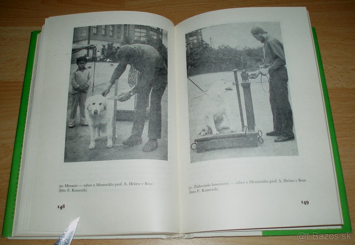 Slovenský čuvač - 17