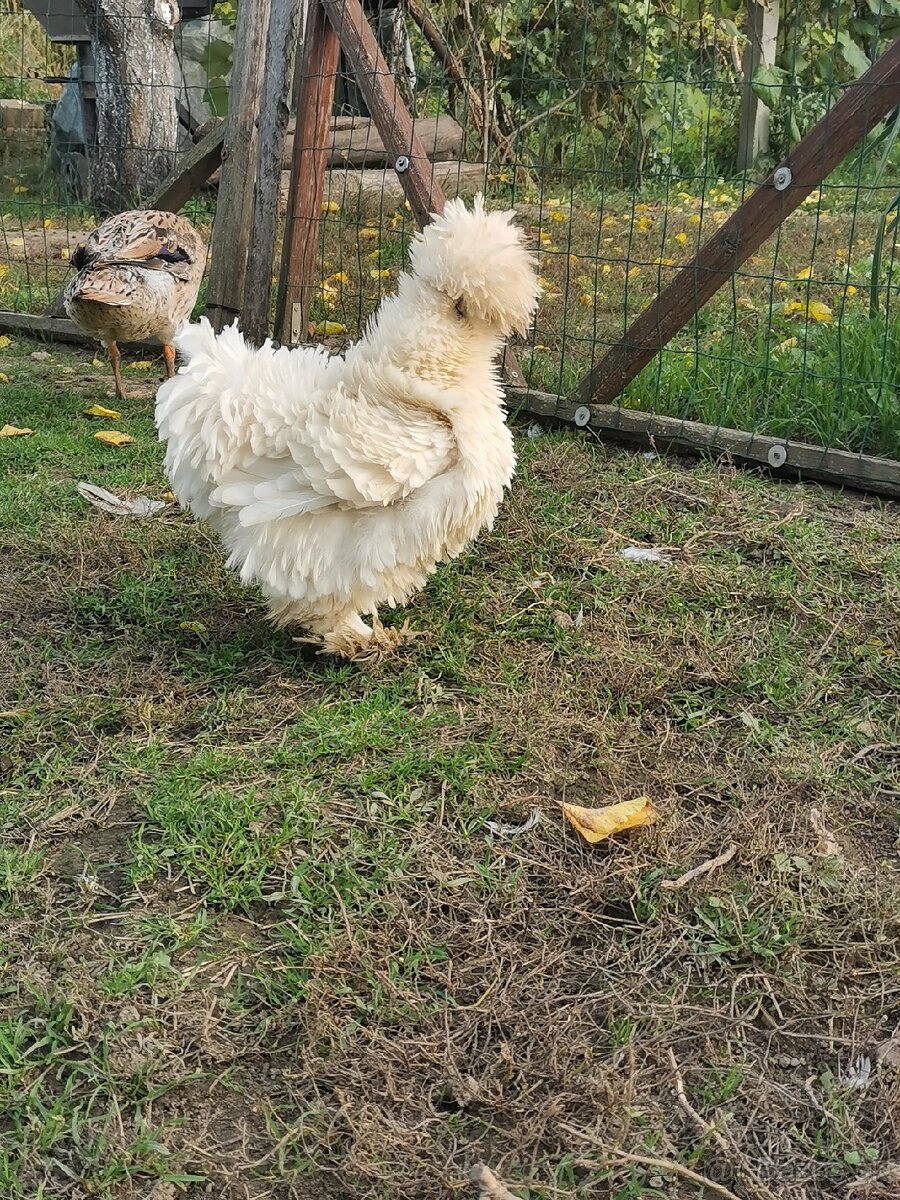 Nasadové vajíčka hodvábnicka - 17