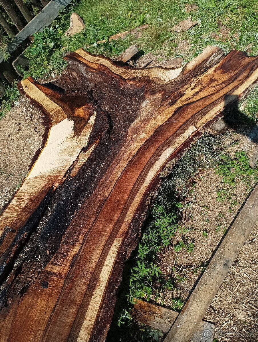 Orechove fosne, hrúbka 84mm - 17