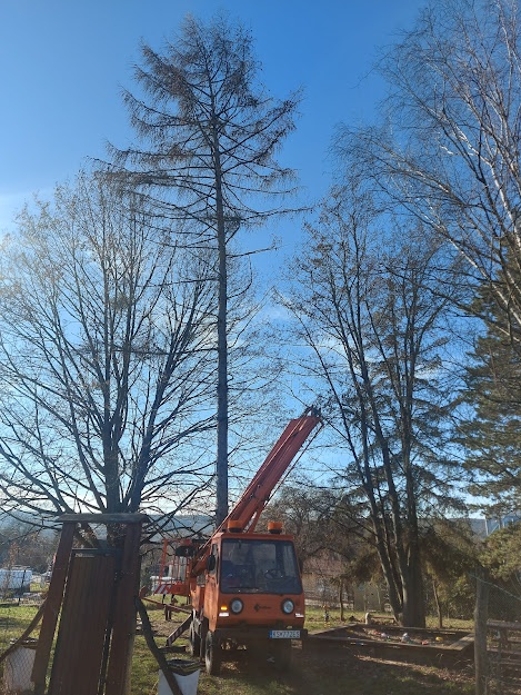 Pílenie a Orezávanie stromov - 17