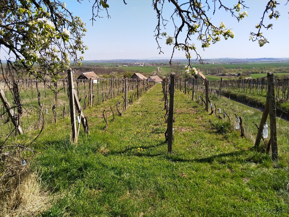 Pozemok - Vinice Čajkov - Sádovské - 17
