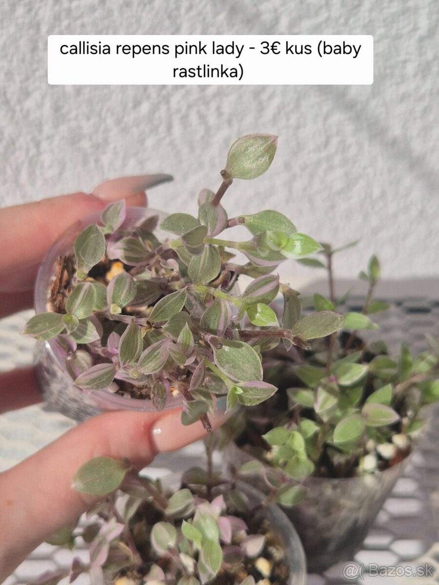 Predám izbové rastliny - 17