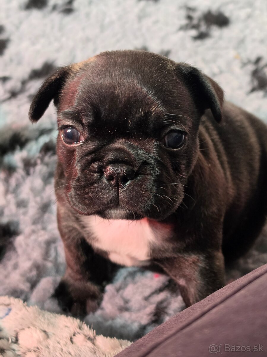 Francúzsky buldoček - 17
