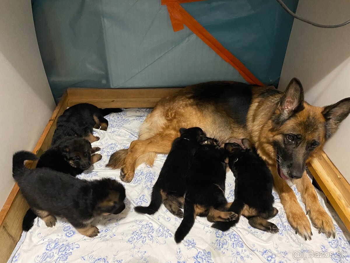Šteniatka nemeckého ovčiaka typu Rex s PP - 17