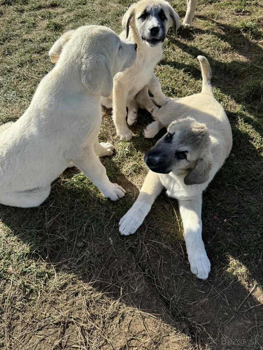 Predám šteniatka kangaly - 17