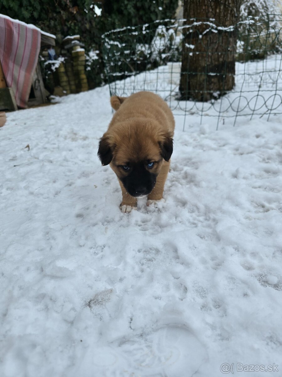 Krásne Šteniatko - 17