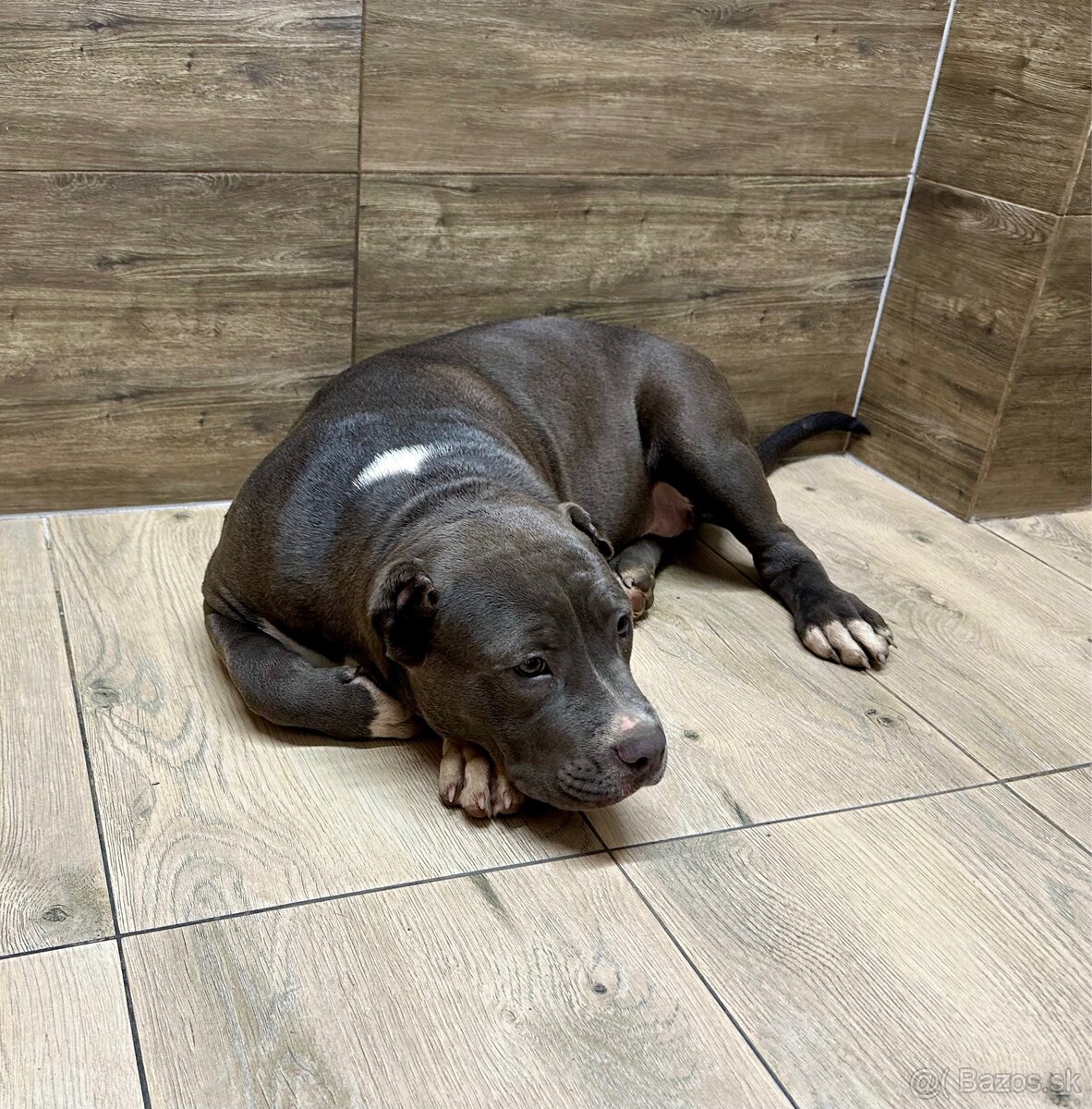 American Bully XL - 17