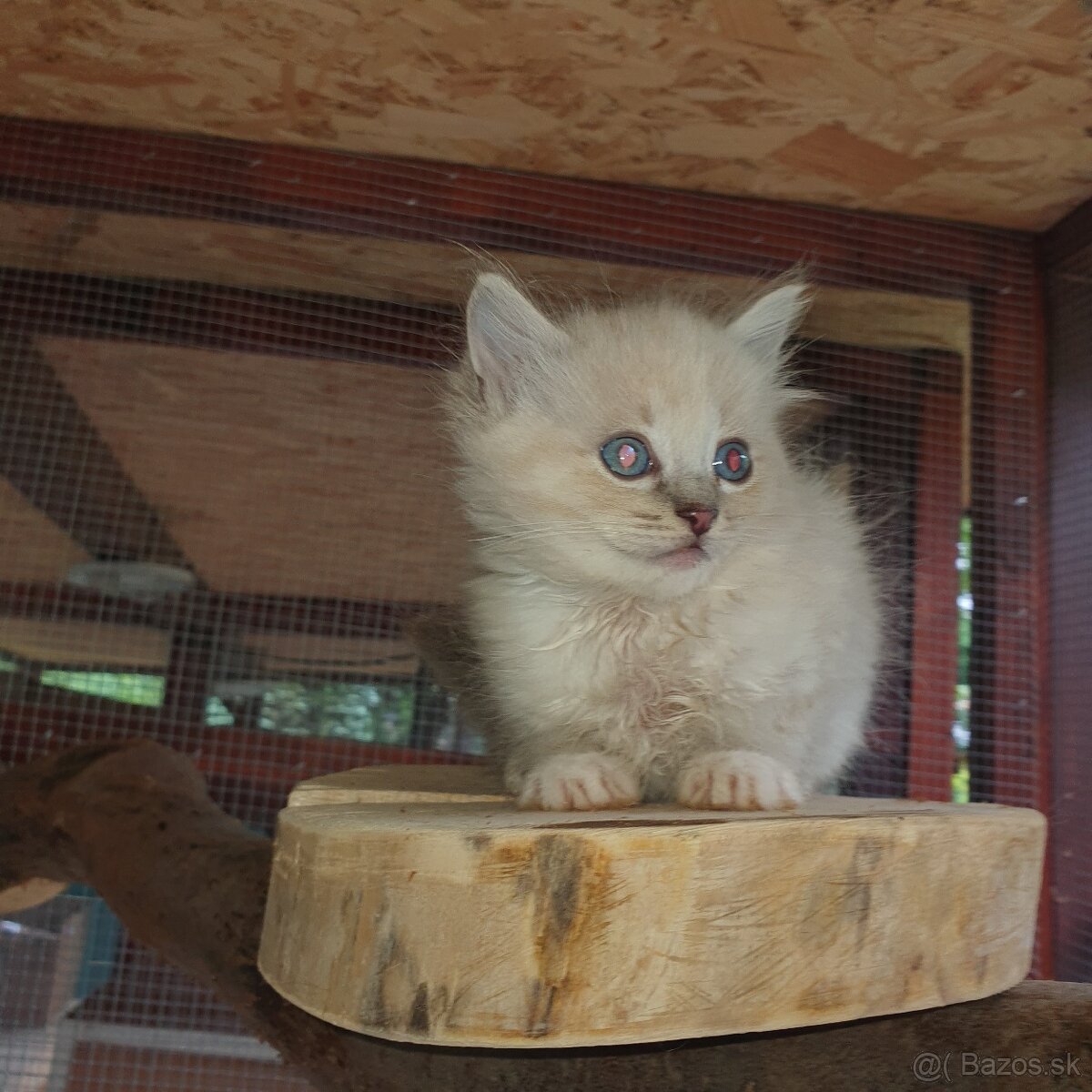 Ponukam maciatka ragdoll - 17