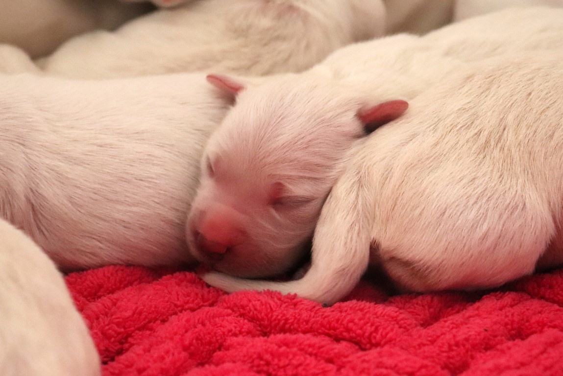 Zlatý retriever/ Golden retriever - 17
