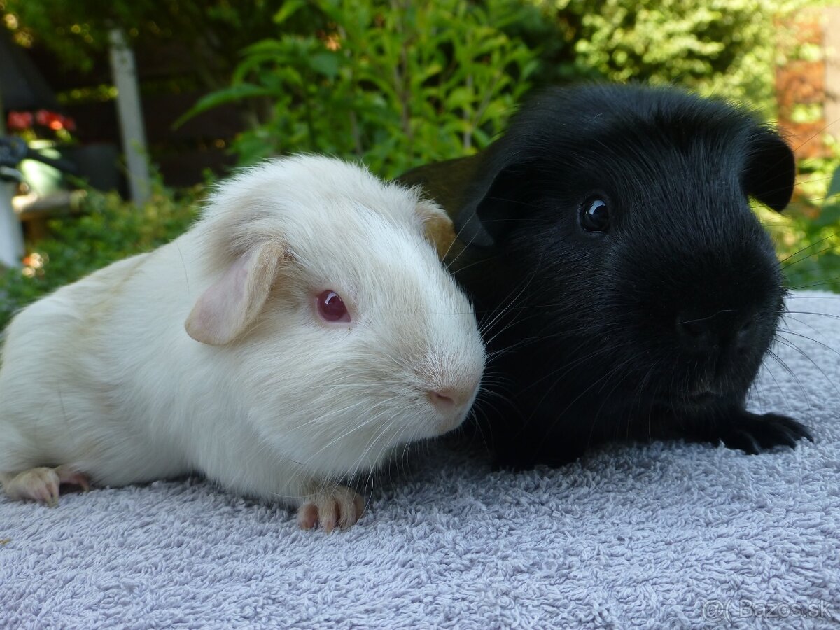 Morčiatka s rodokmeňom - 17