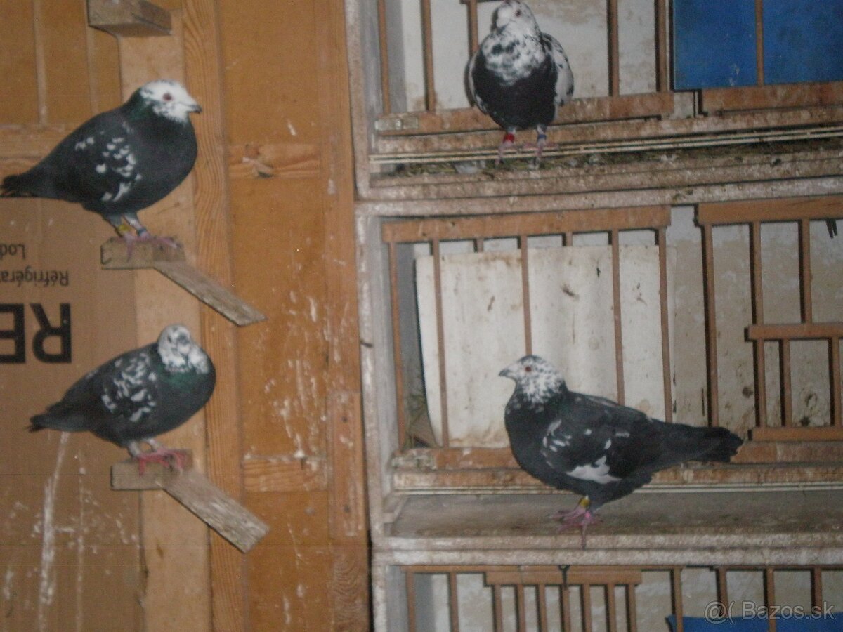 Predám poštové holuby - 17