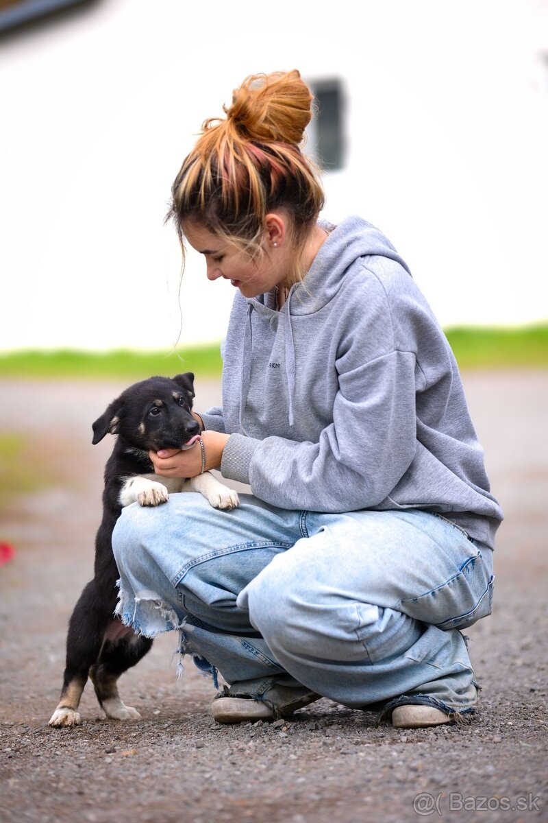 Darujem originálne šteniatka - mix husky / vlčiak / jazvečík - 17