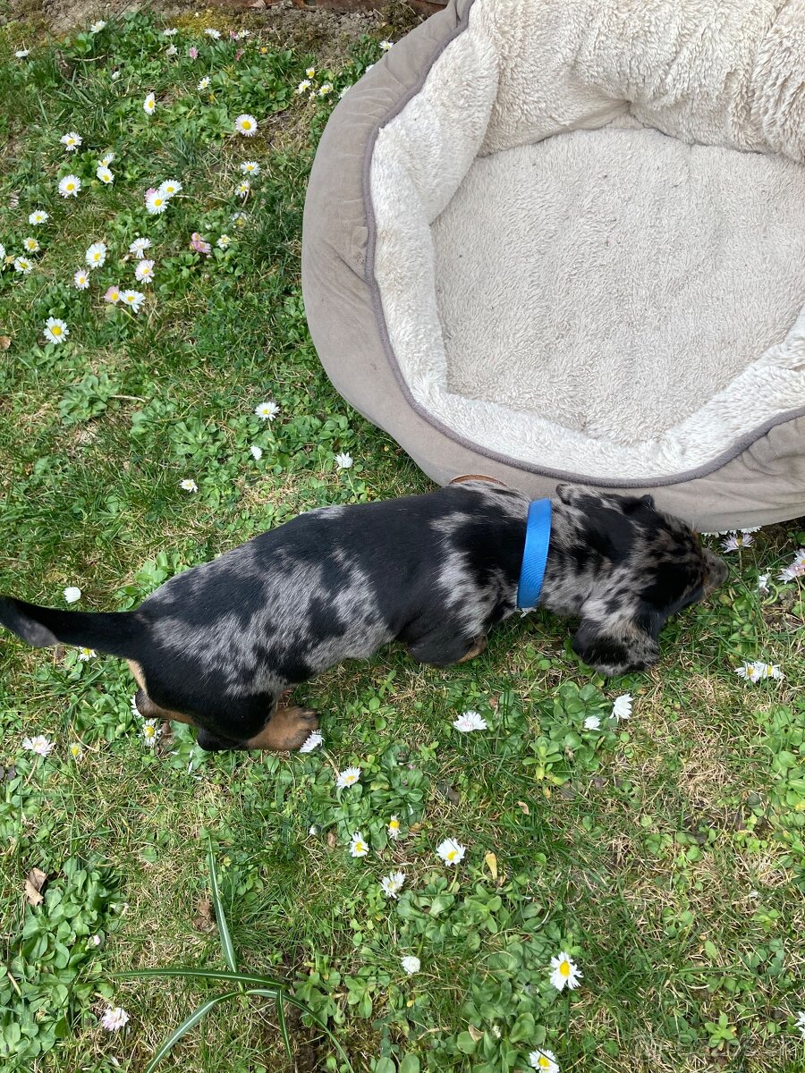 Jazvečík trpasličí krátkosrstý - 17