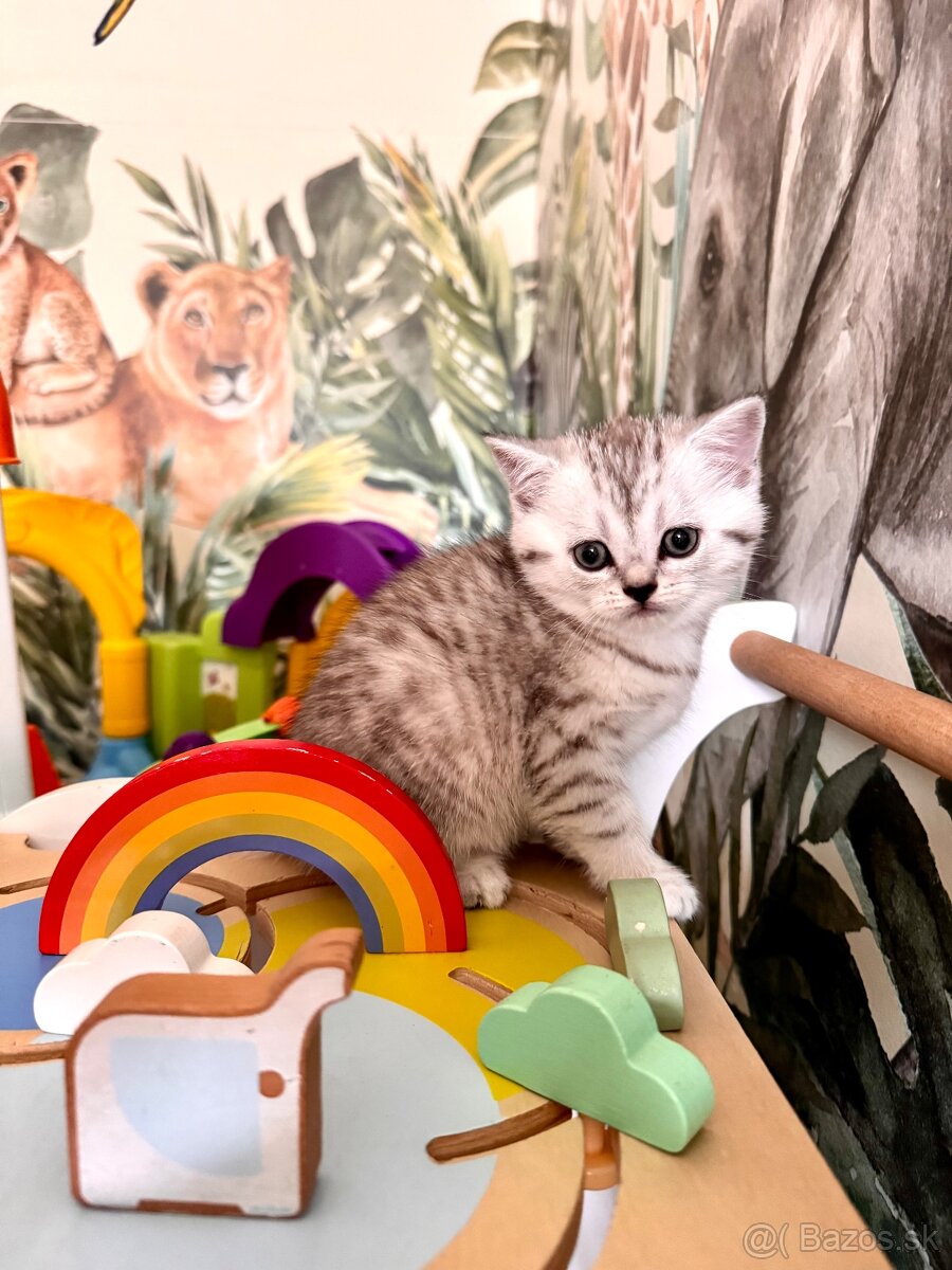 Skotska klapoucha macka, scottish straight s PP - 17