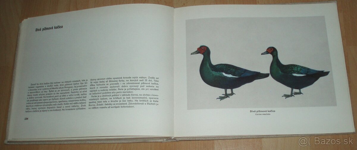 Atlas plemien hydiny - 17