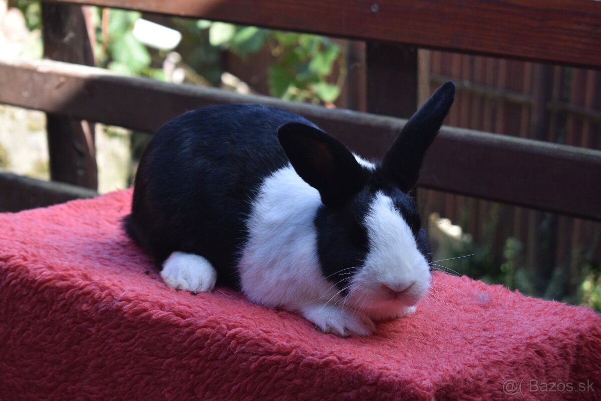 Predam Holandsky - 17