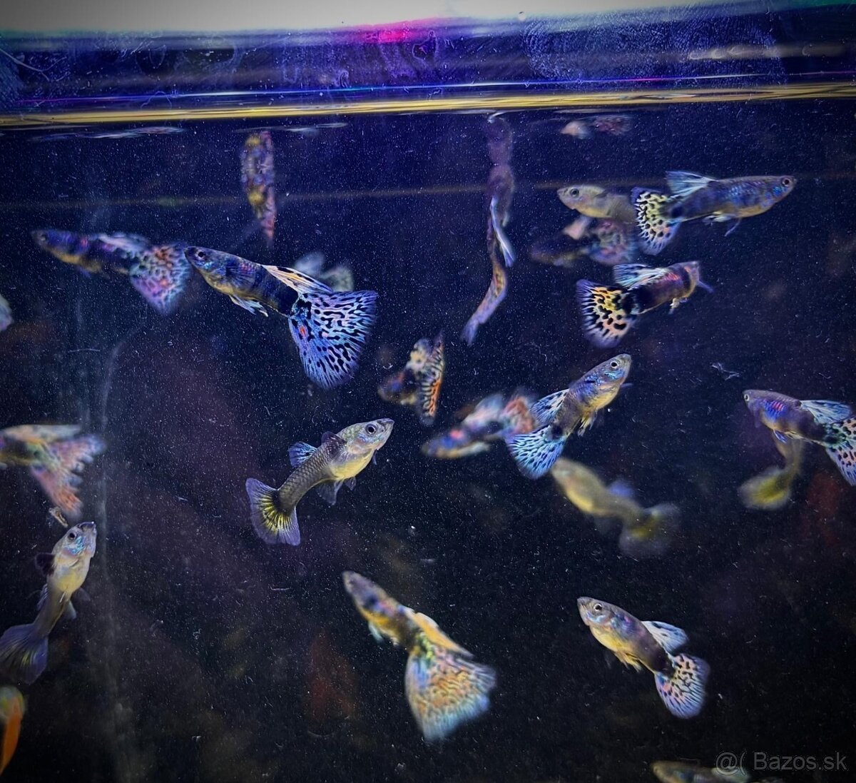 Guppy_čisté formy - 17