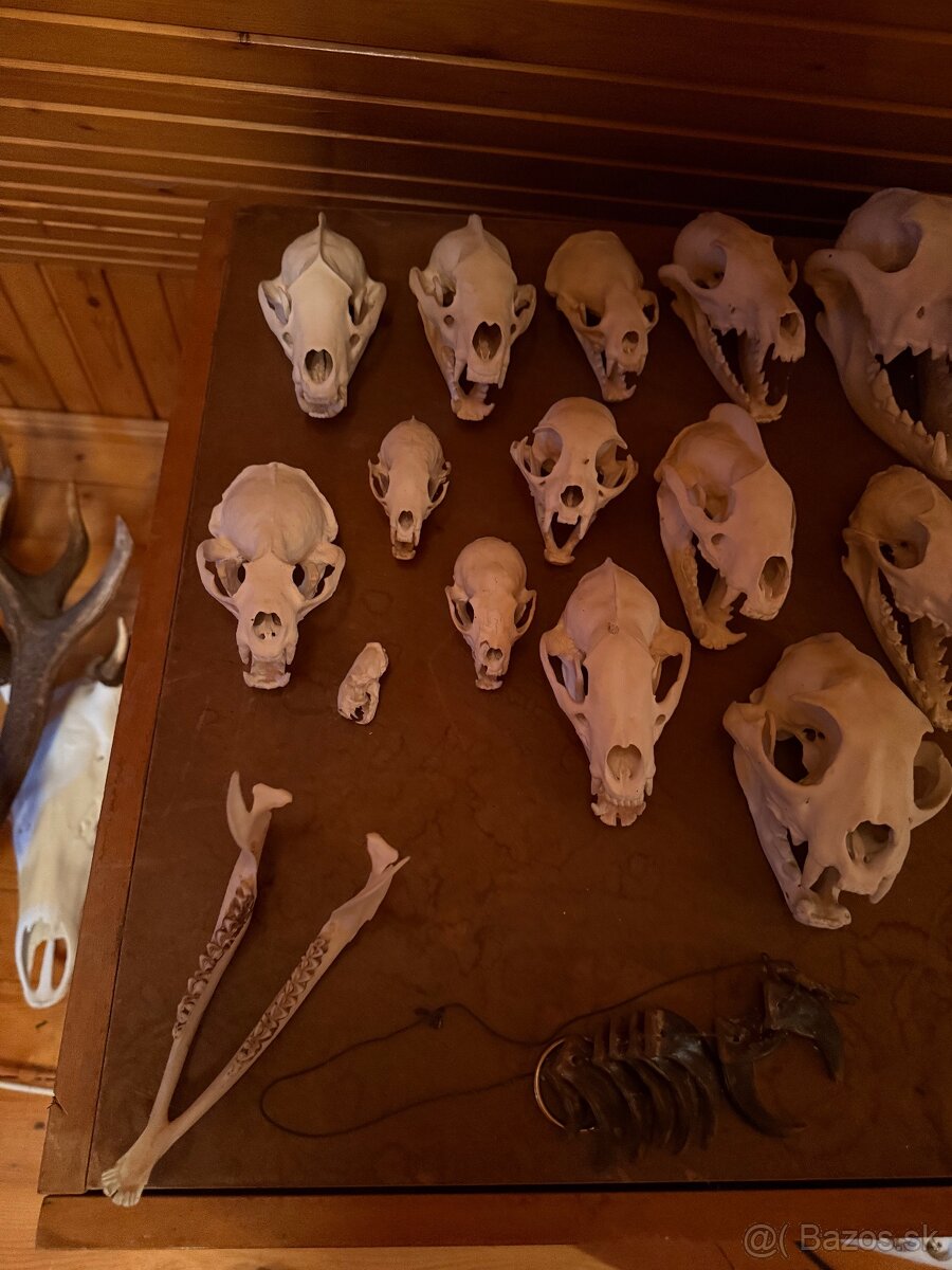 Poľovnícke trofeje - 17