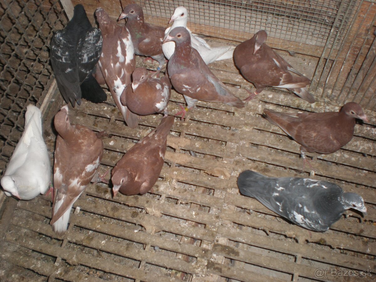 Predám poštové holuby Meulemans - 17