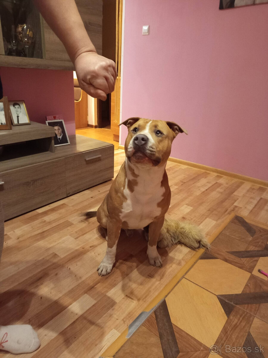 americky staforshier terrier - 17