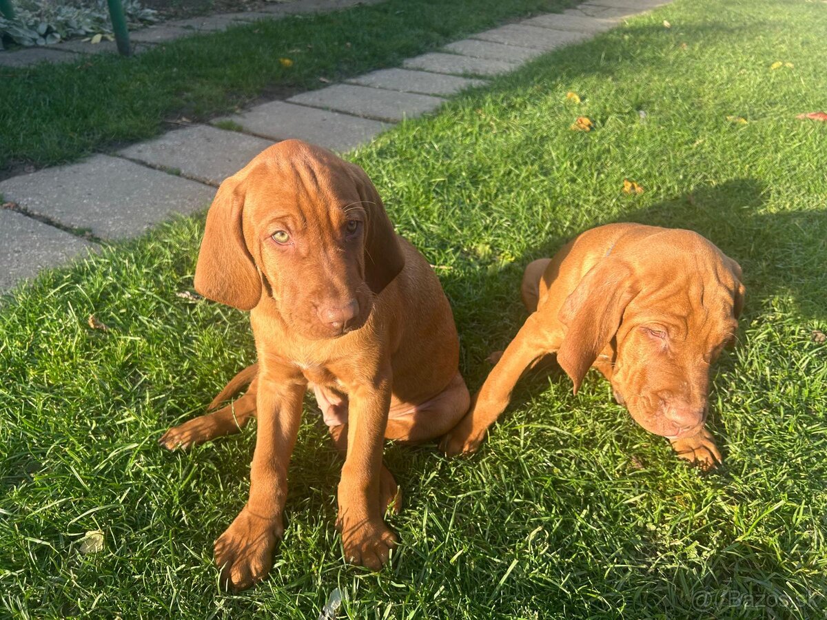 Maďarská vyžla - 17