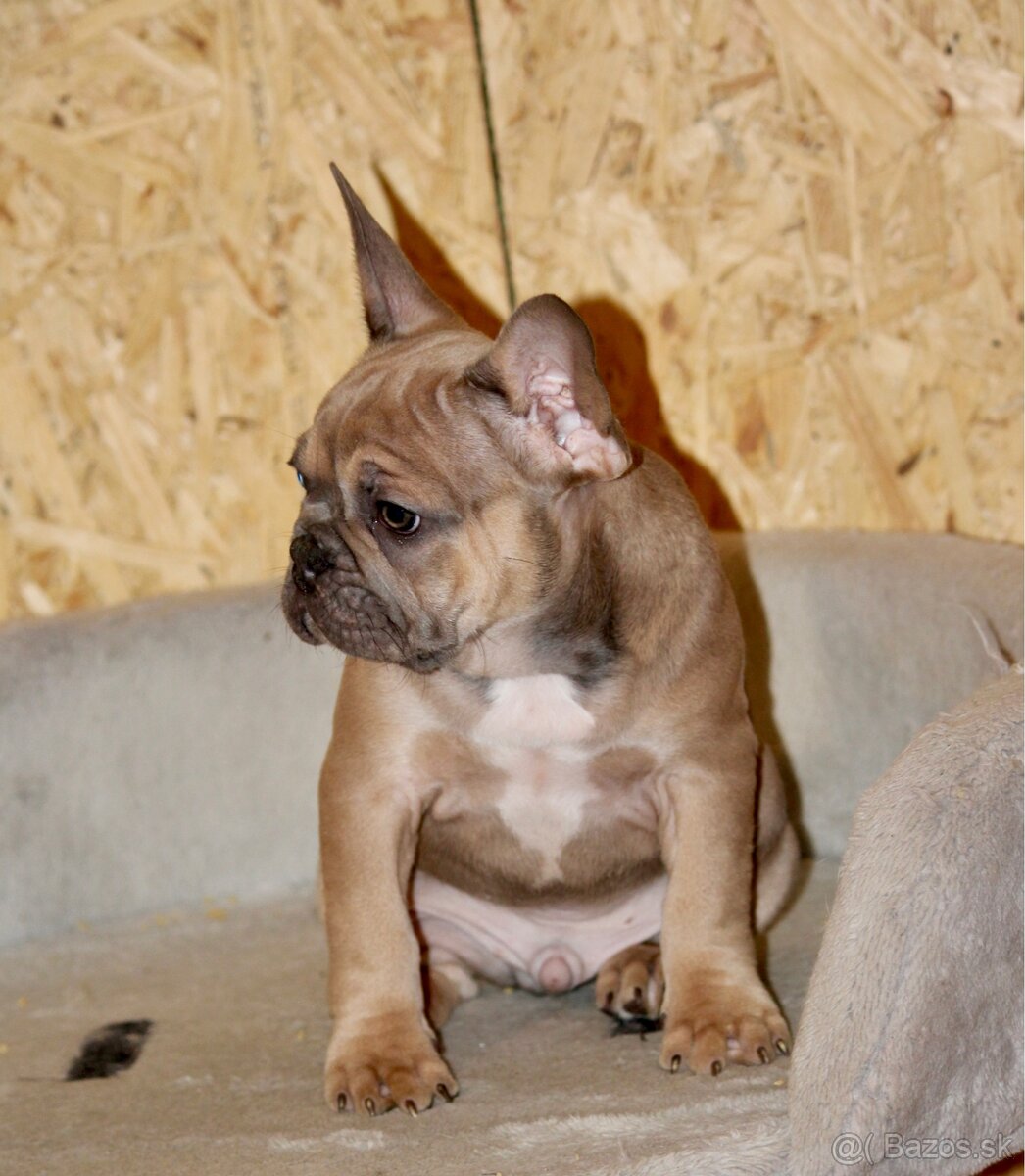 Francúzsky buldoček s PP - 17