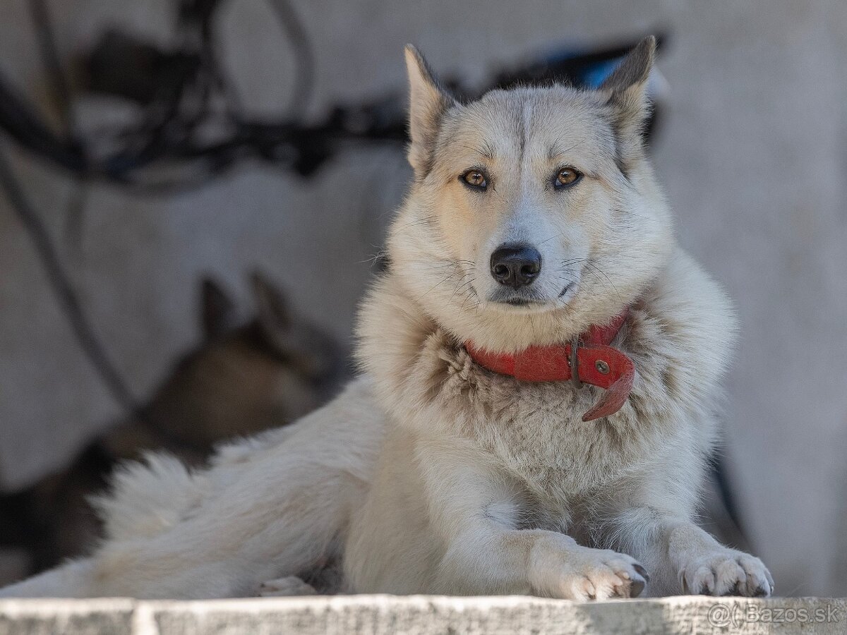 Západosibírska Lajka - 17