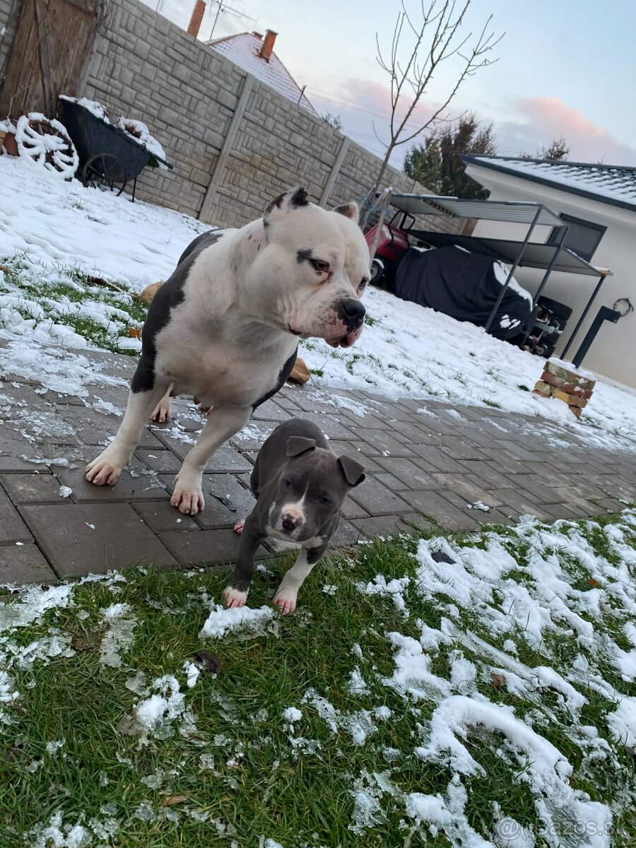 Americki staffordshire teriéra - Blue - 17