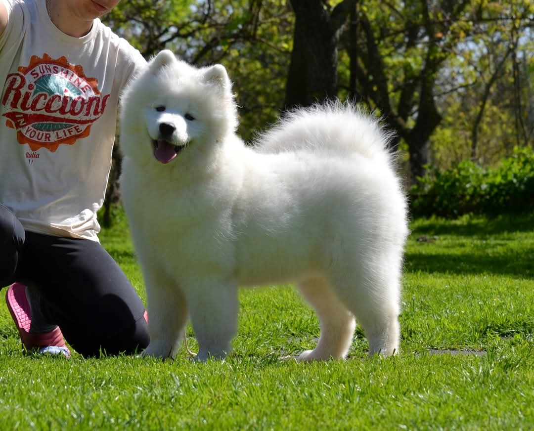 Samojed s PP LA TORRE ROJA - 17