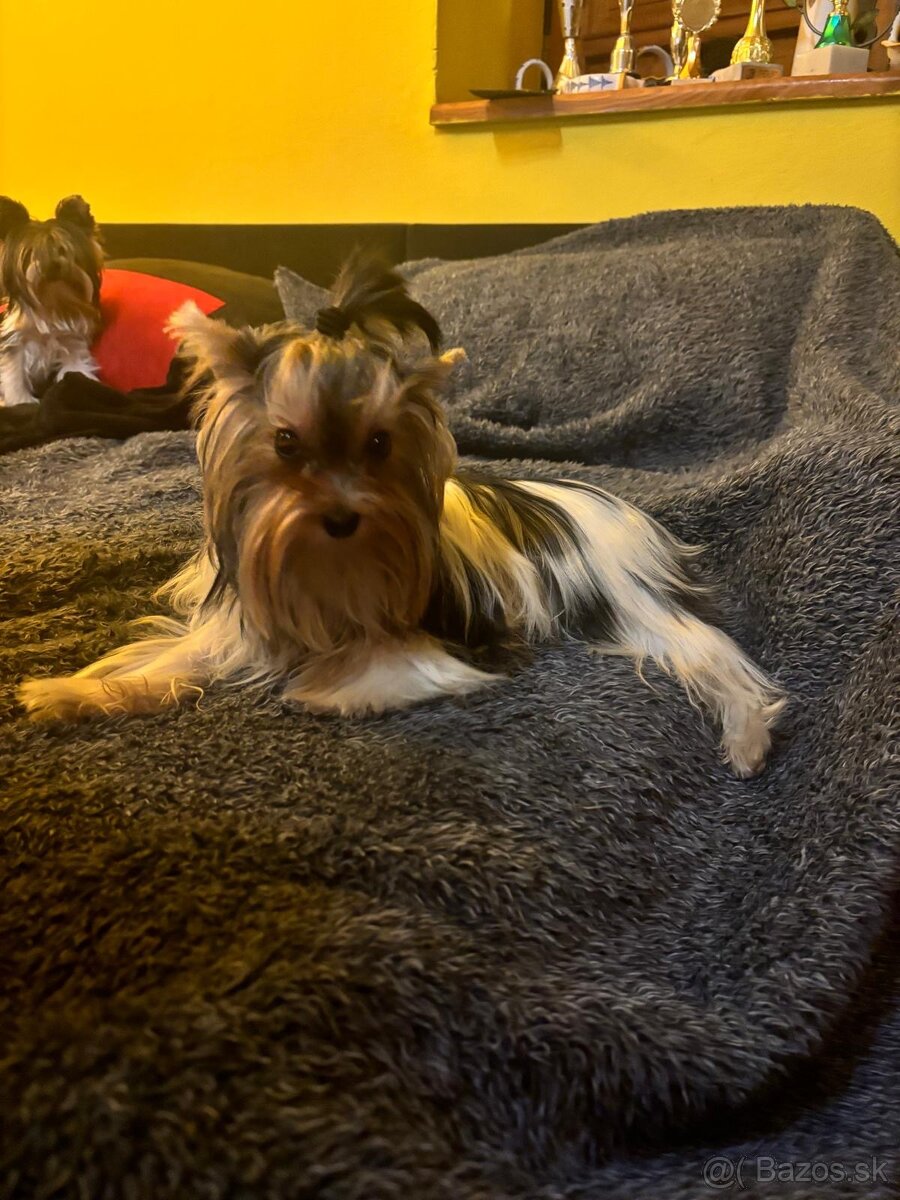 Yorkshirsky terier, yorkshirsky terier mini, biewer - 17