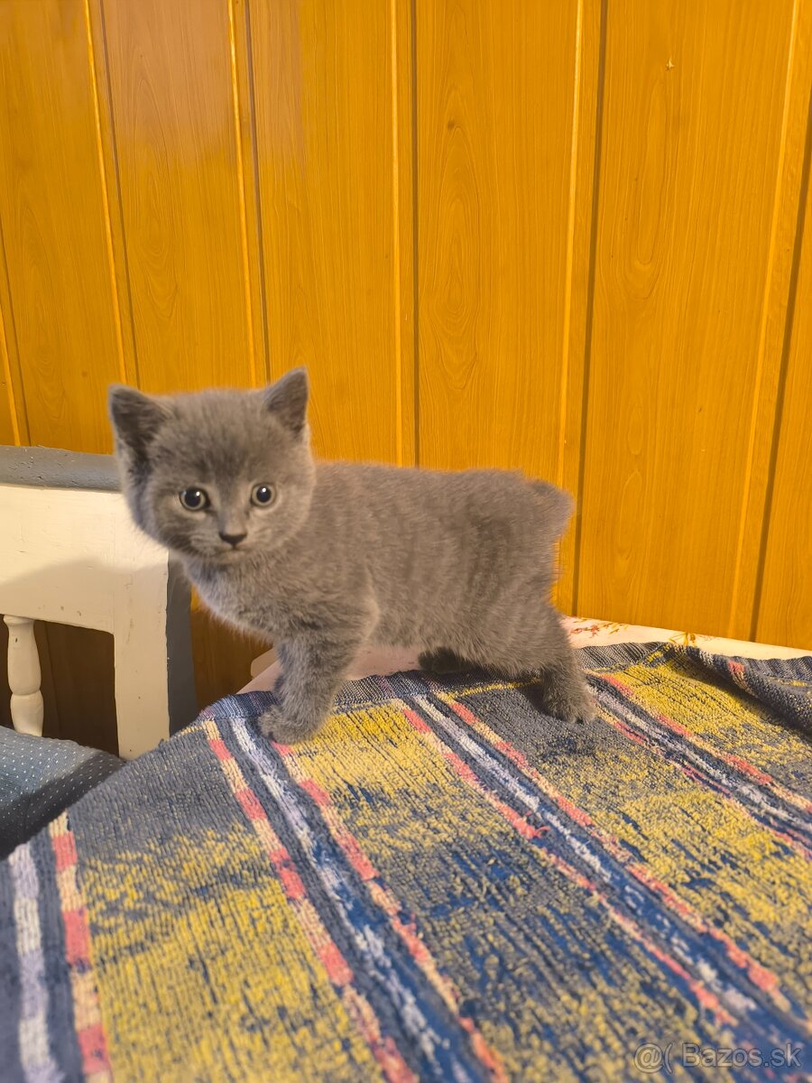 Britská modrá mačička - 17