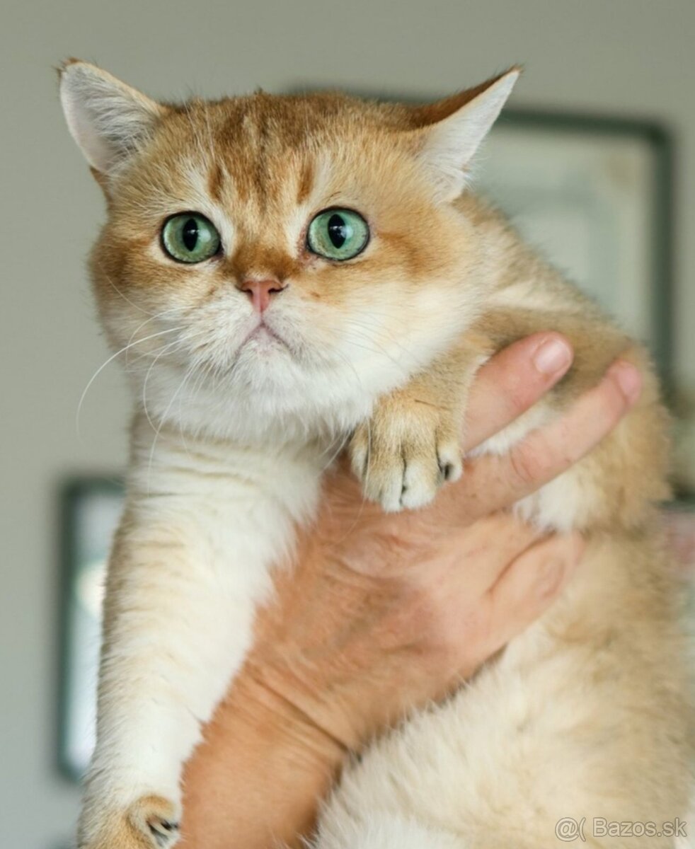 Britská krátkosrstá mačka - 17