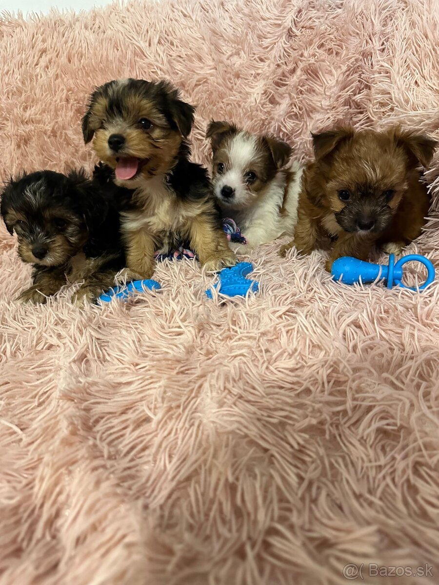 Yorkshirsky termín - 17