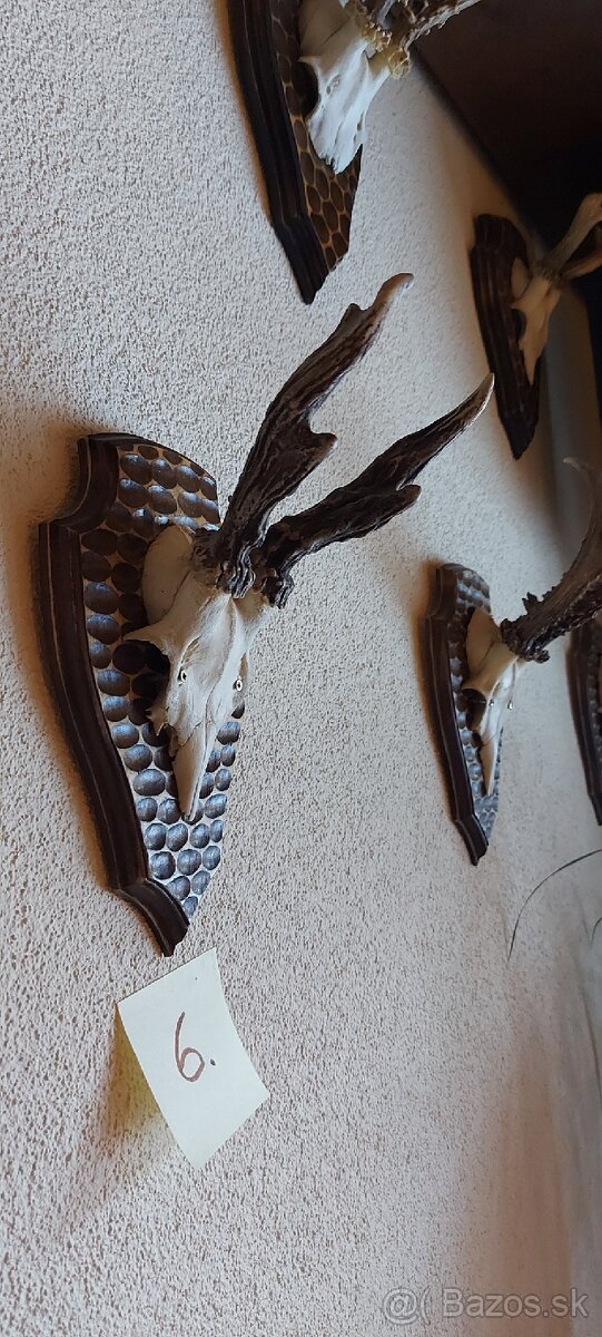 Srnčie trofeje - 17