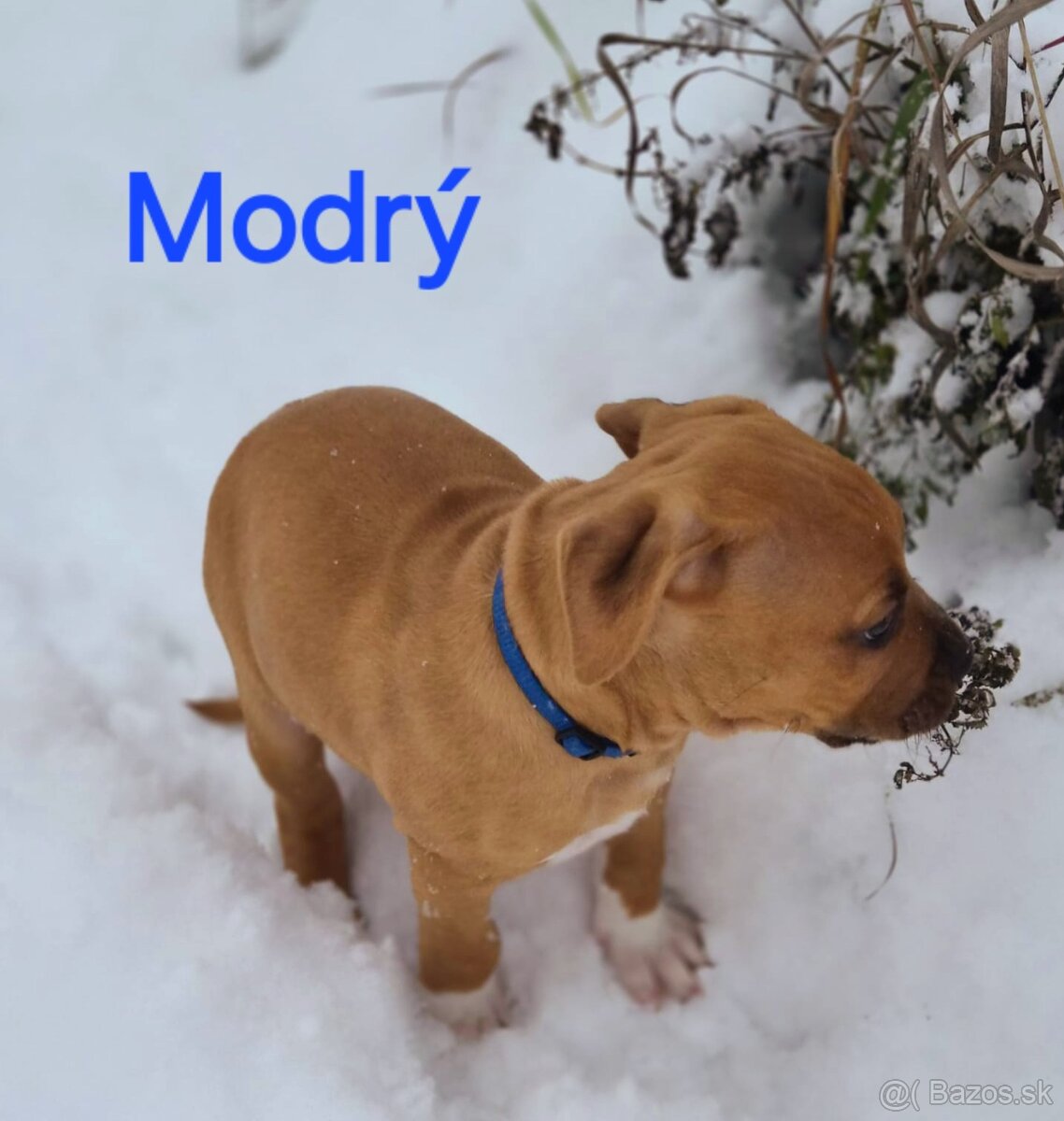 Americký stafordširský teriér - 17