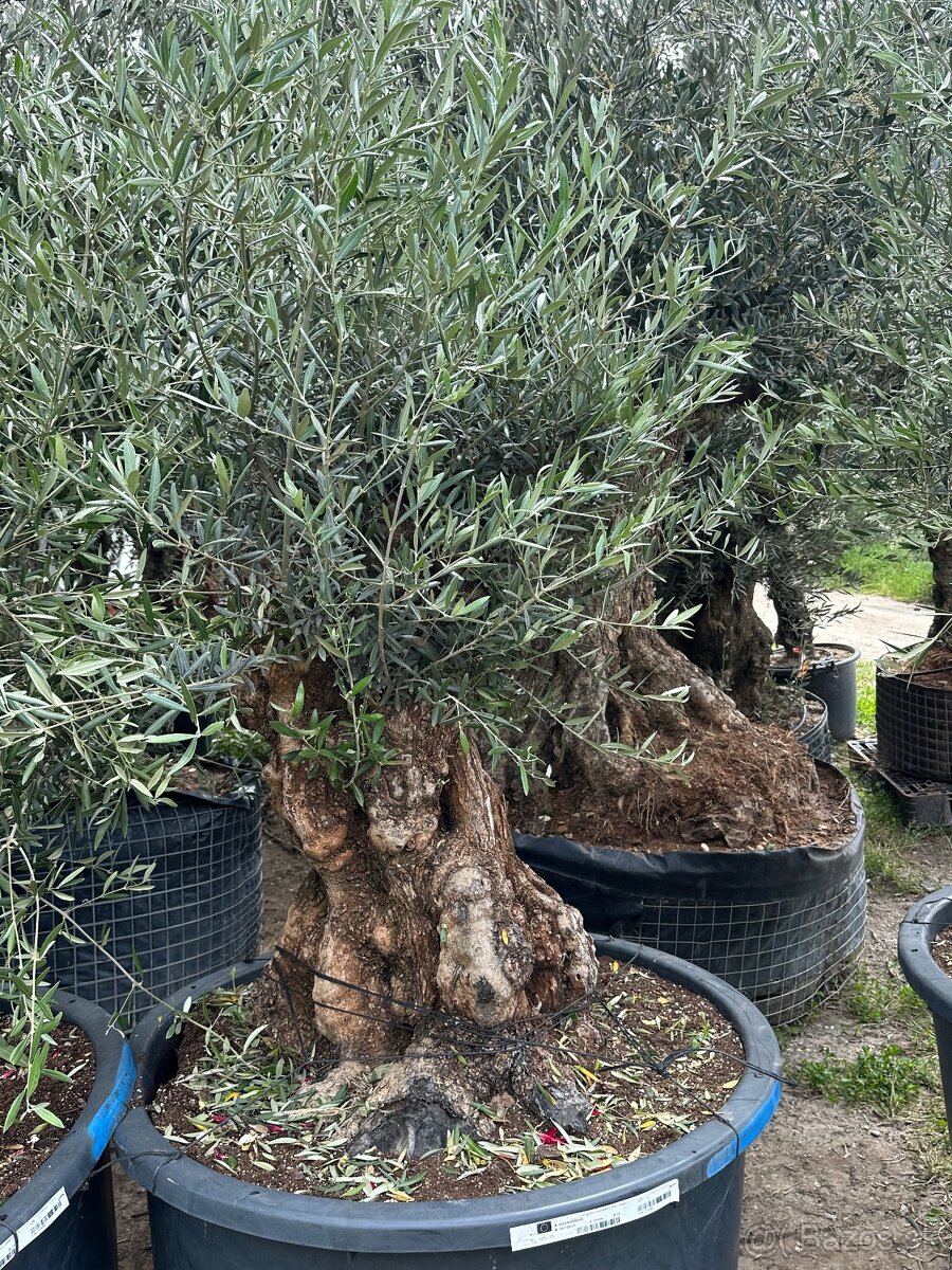 Predám Olivy Bonsai - 17