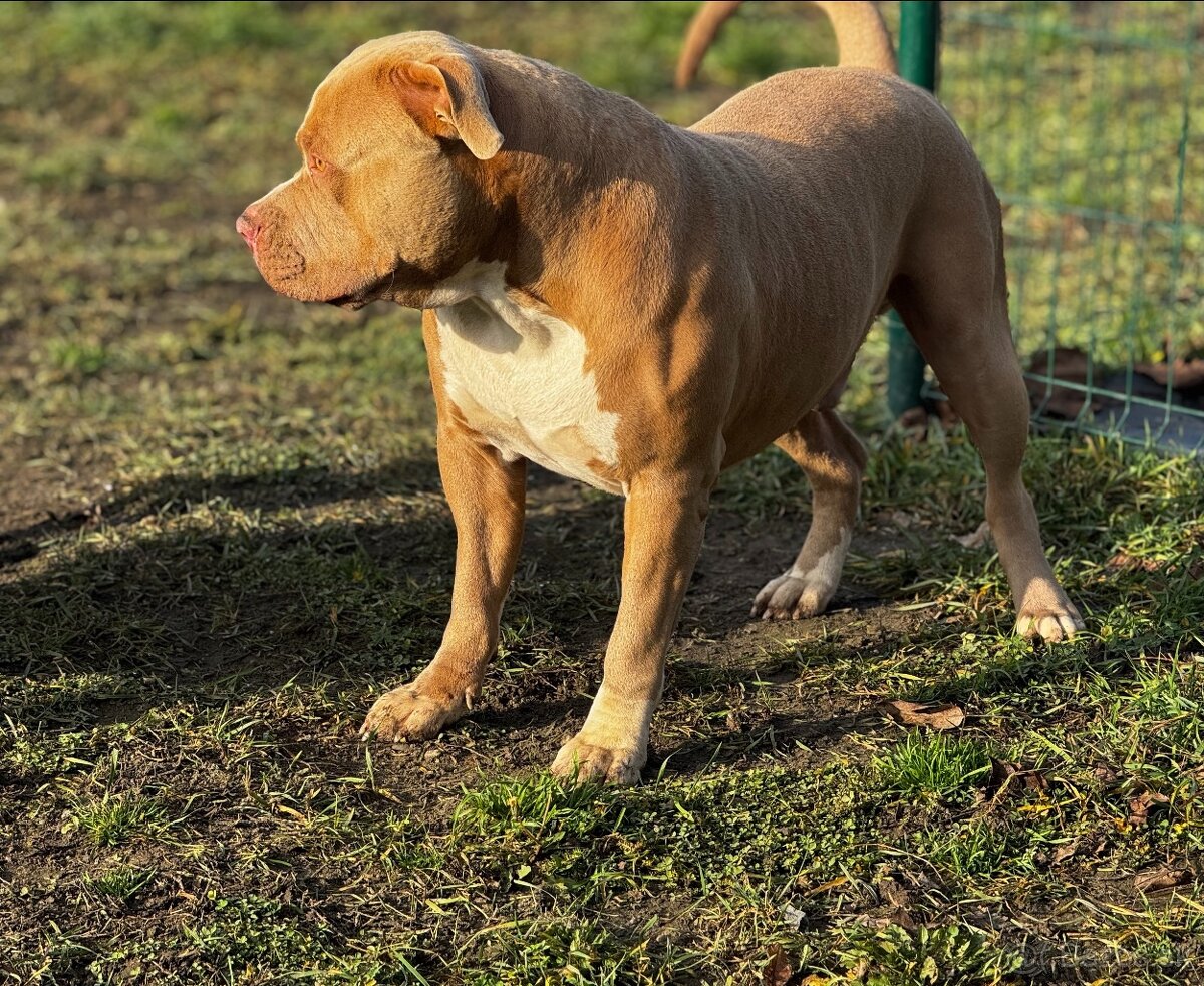 XL Bully šteňatá čoskoro k odberu - 17