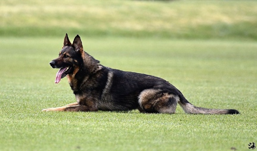 Nemecký ovčiak - šteniatka s PP - 17