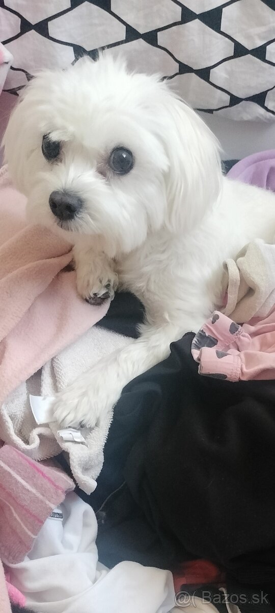 Maltezák fenka - 17