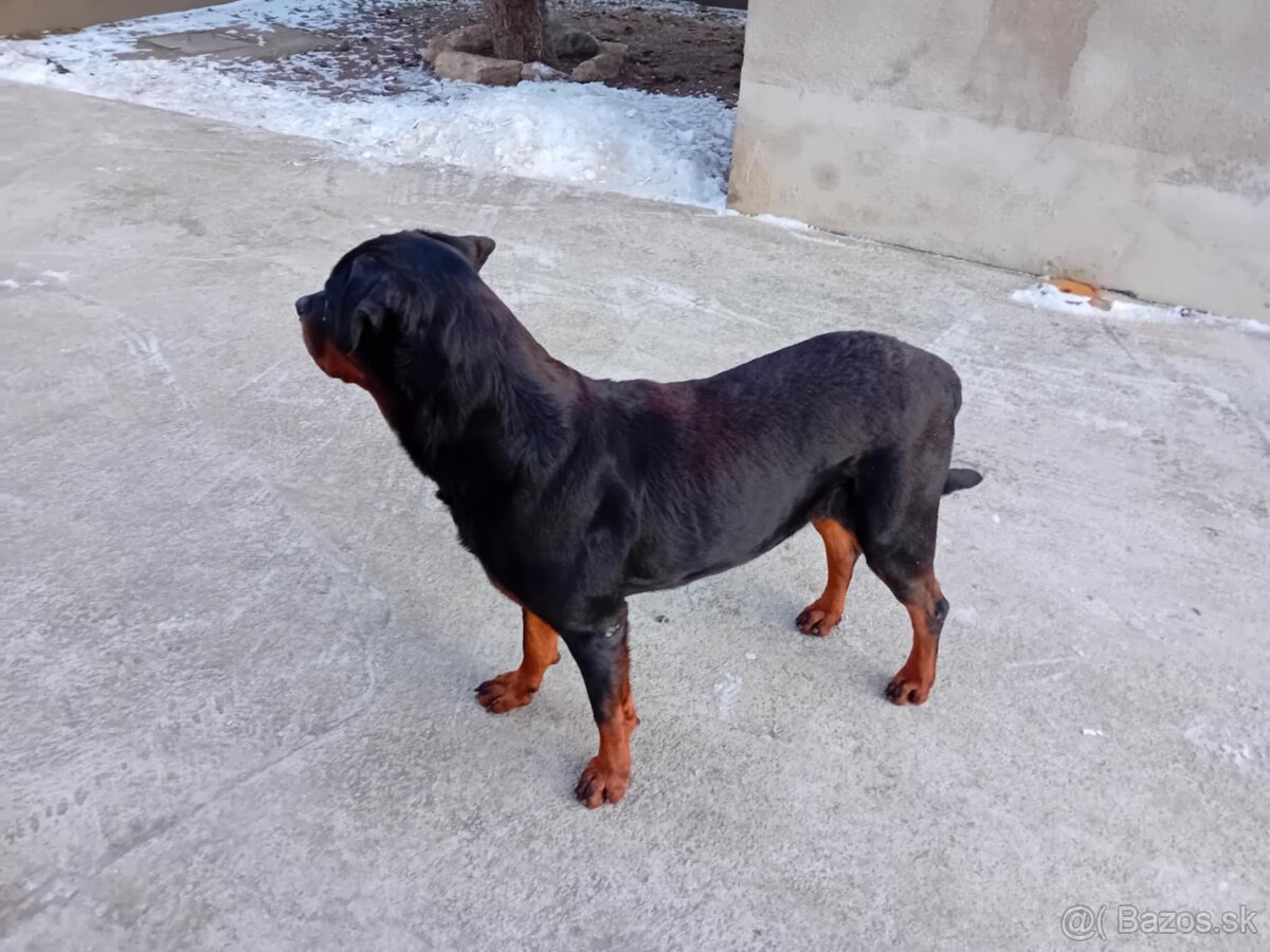 Šteňatá Rottweiler - 17