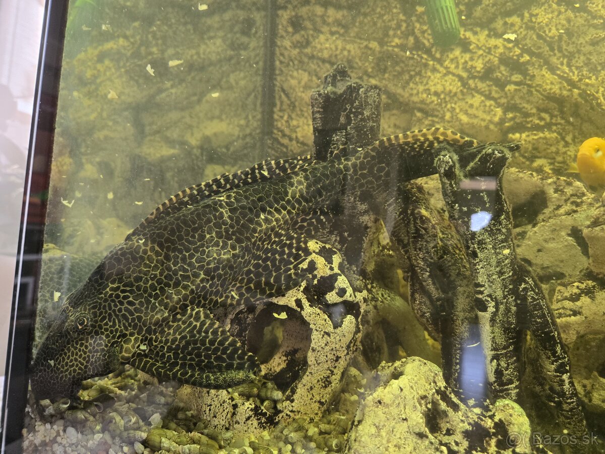 Komplet Aquarium Aquatlantis 420L - 17