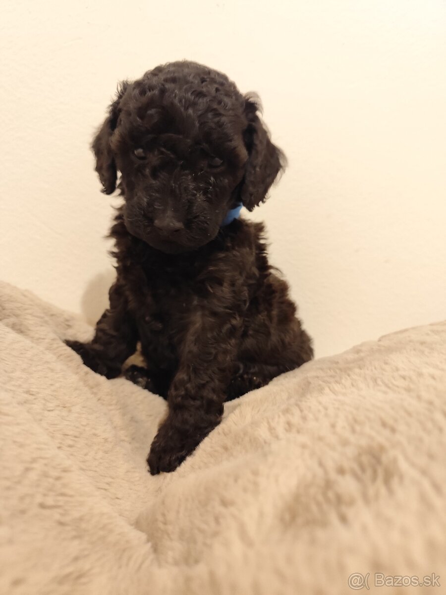 Pudel trpasličí - 17