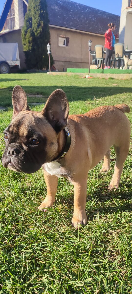 Francúzsky buldoček s PP - 17