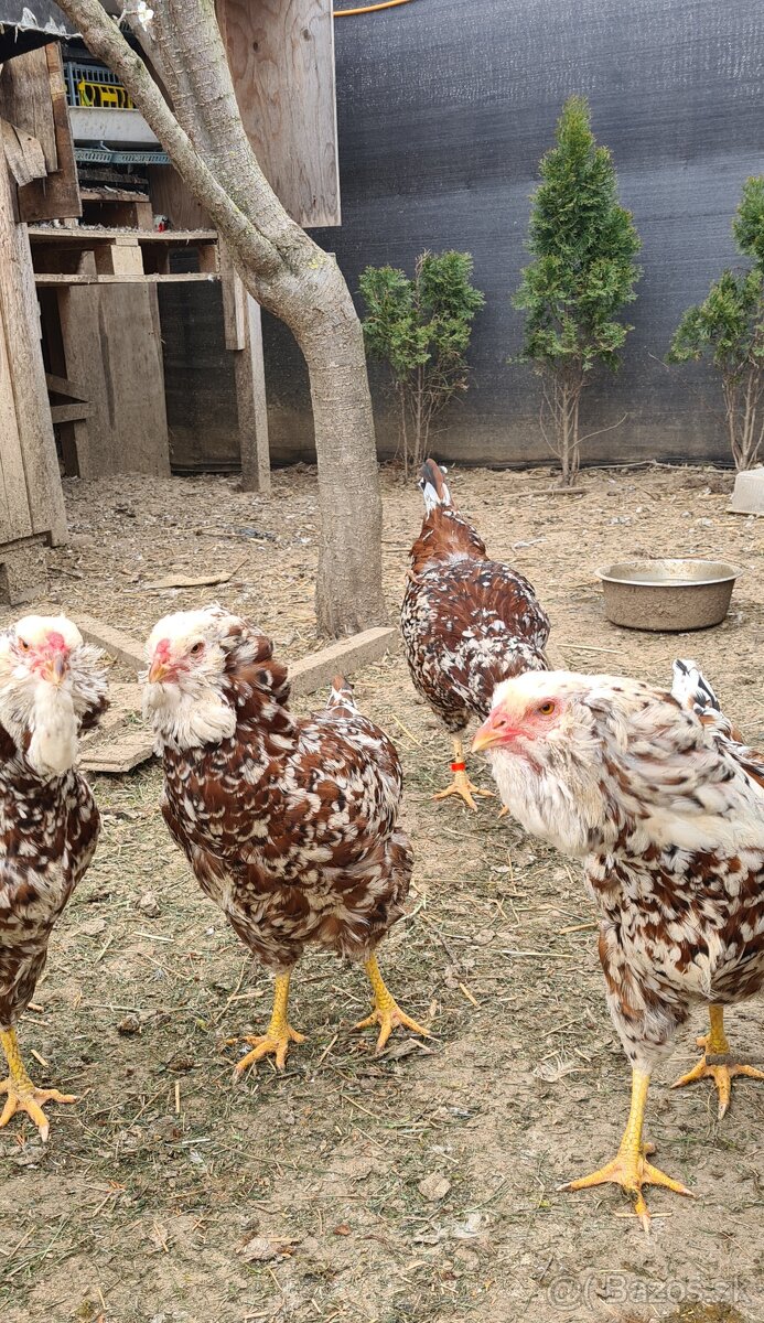 Ponukam nasadove vajicka - 17