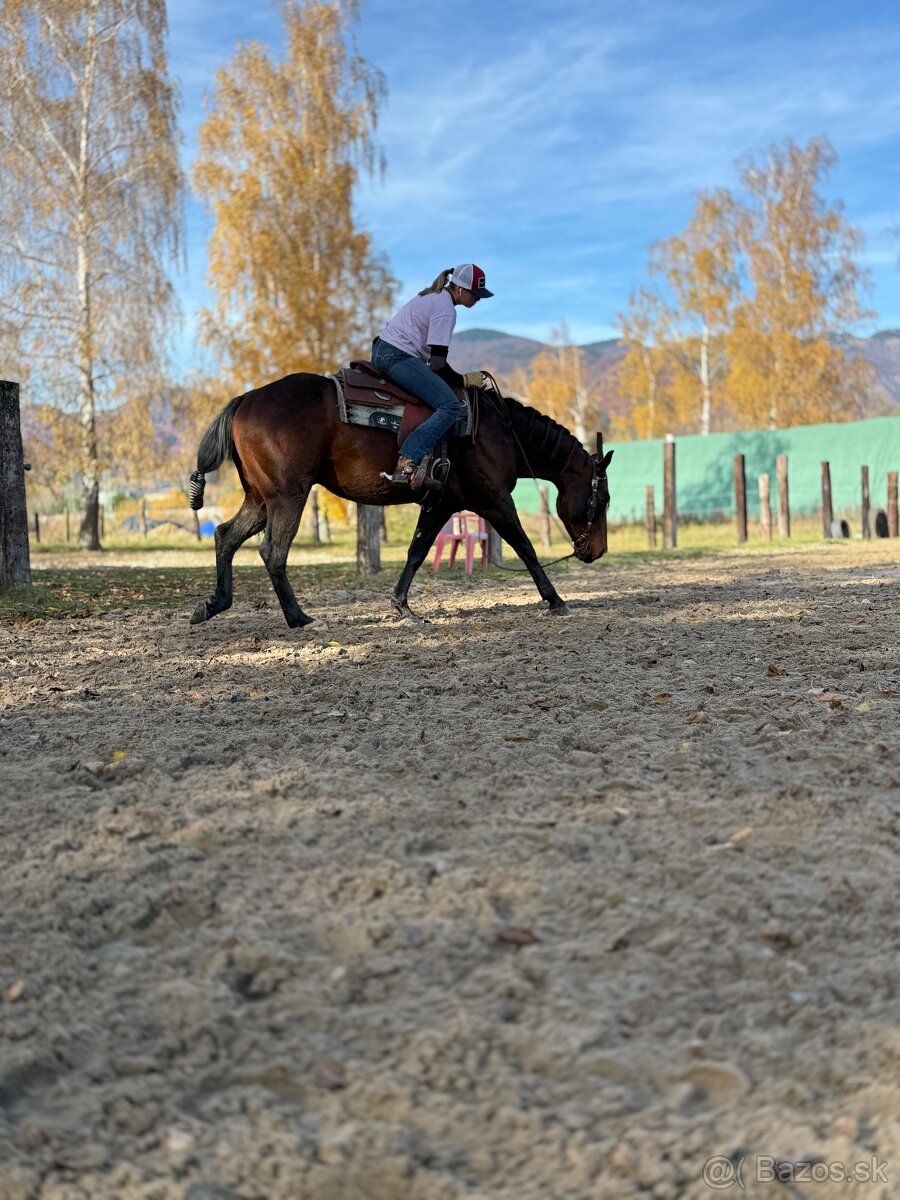 tréning koní - obsadanie - 17