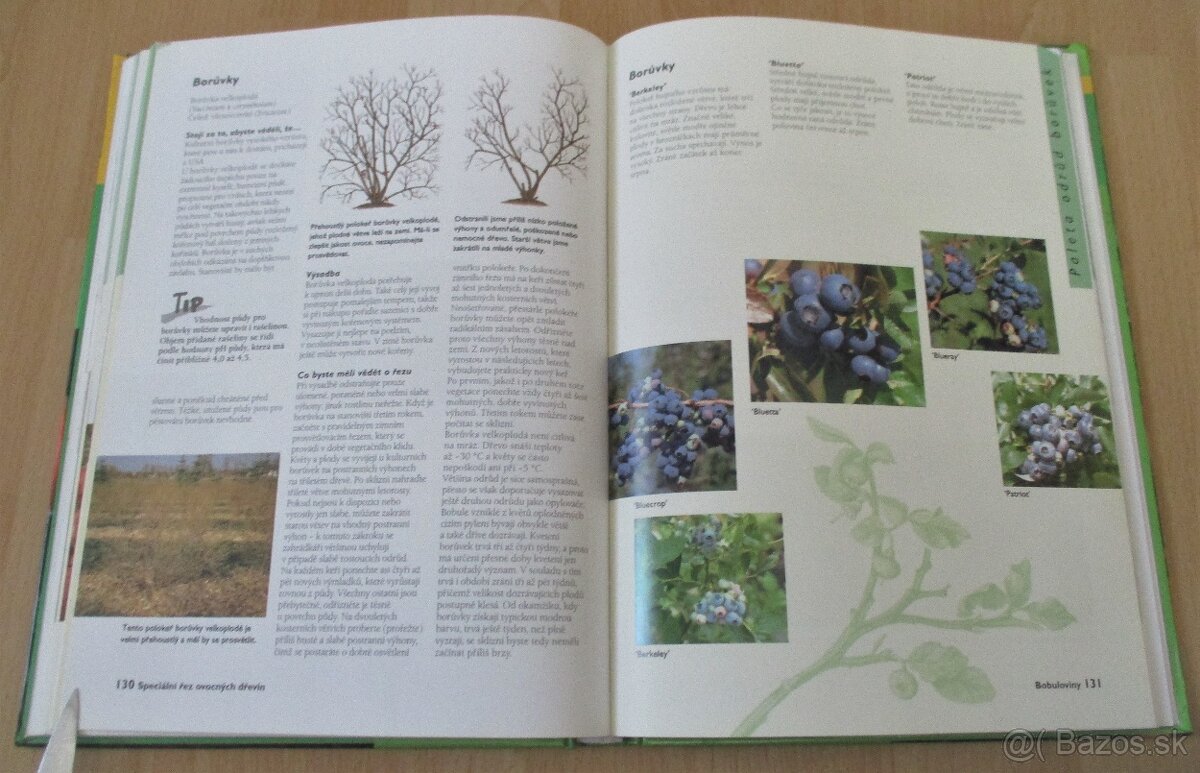 Řez ovocných stromu a keřu - 17