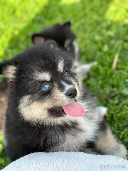 Pomsky / Pomeranian / Husky - 17