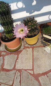Kvety kaktus sukulent 01 - 17