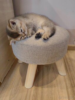 Britská krátkosrstá mačka - 17