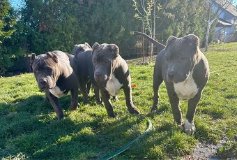 American Bully XL - 17